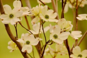 Crepe Paper Dogwood Branch